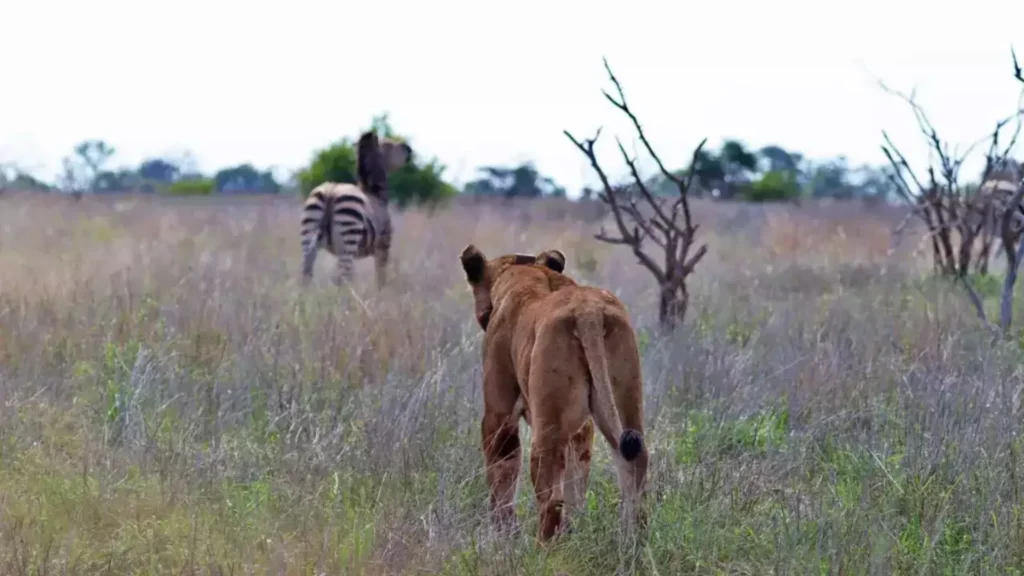 Stunning Photos Capture Zebra Standing Over Lion 