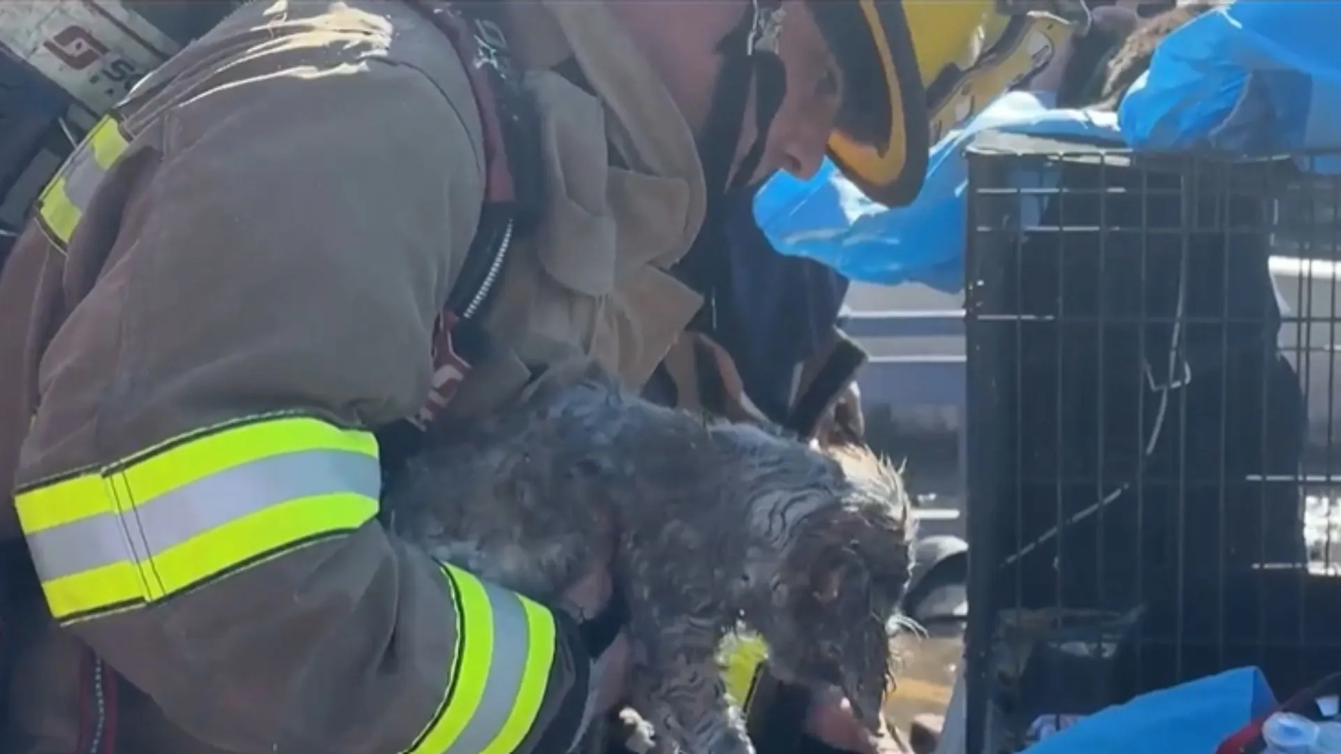 Tragedy Strikes Dallas Pet Shop: 579 Animals Perish in Devastating Fire