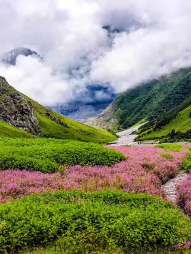 Valley of Flowers: A Tale of Beauty and Biodiversity