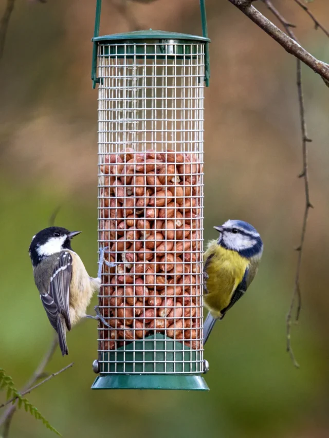 8 Plants That Will Attract Birds Year-Round