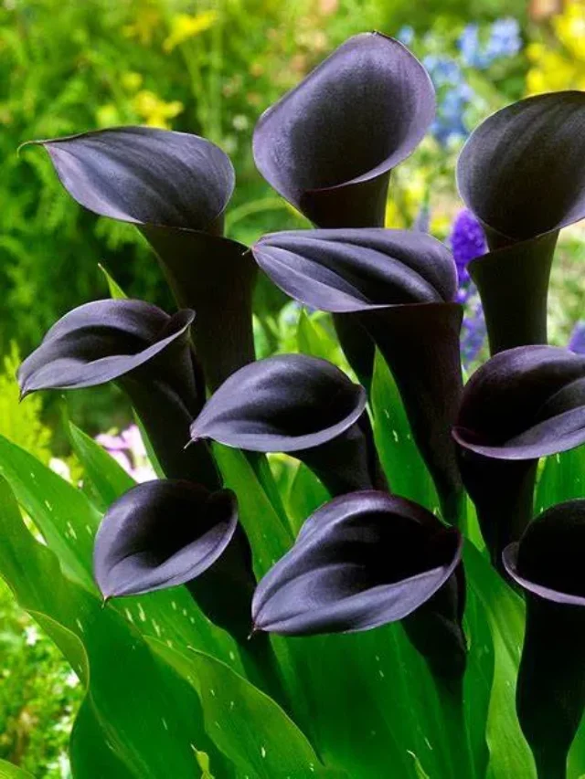 Mystical Blooms: Black Flowers That Thrive in Winter