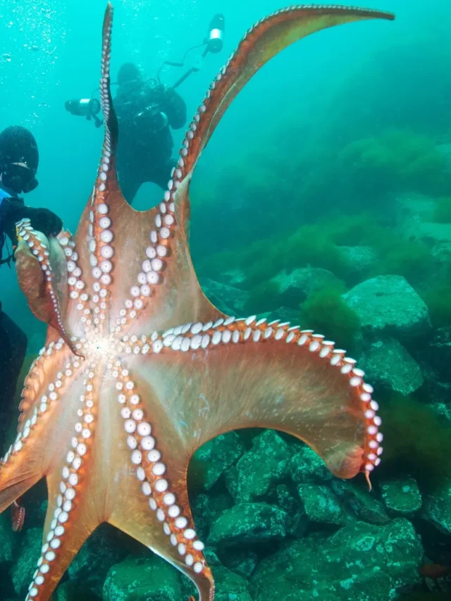 Why an Octopus Needs Three Hearts to Thrive