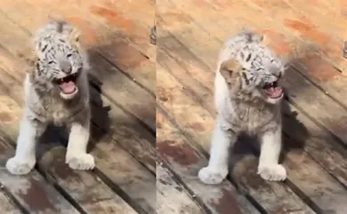 Baby White Tiger’s Roar Wins Hearts Online | WATCH