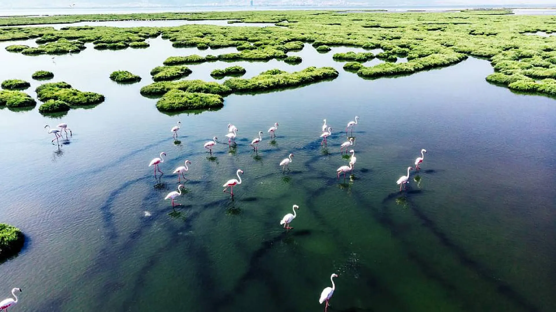 Wetland Conservation: Experts Recommend Prioritizing Quality Over Numbers