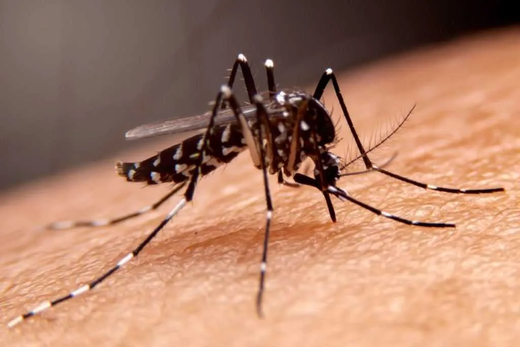 CDC Issues Dengue Fever Warning: Symptoms and Prevention Tips