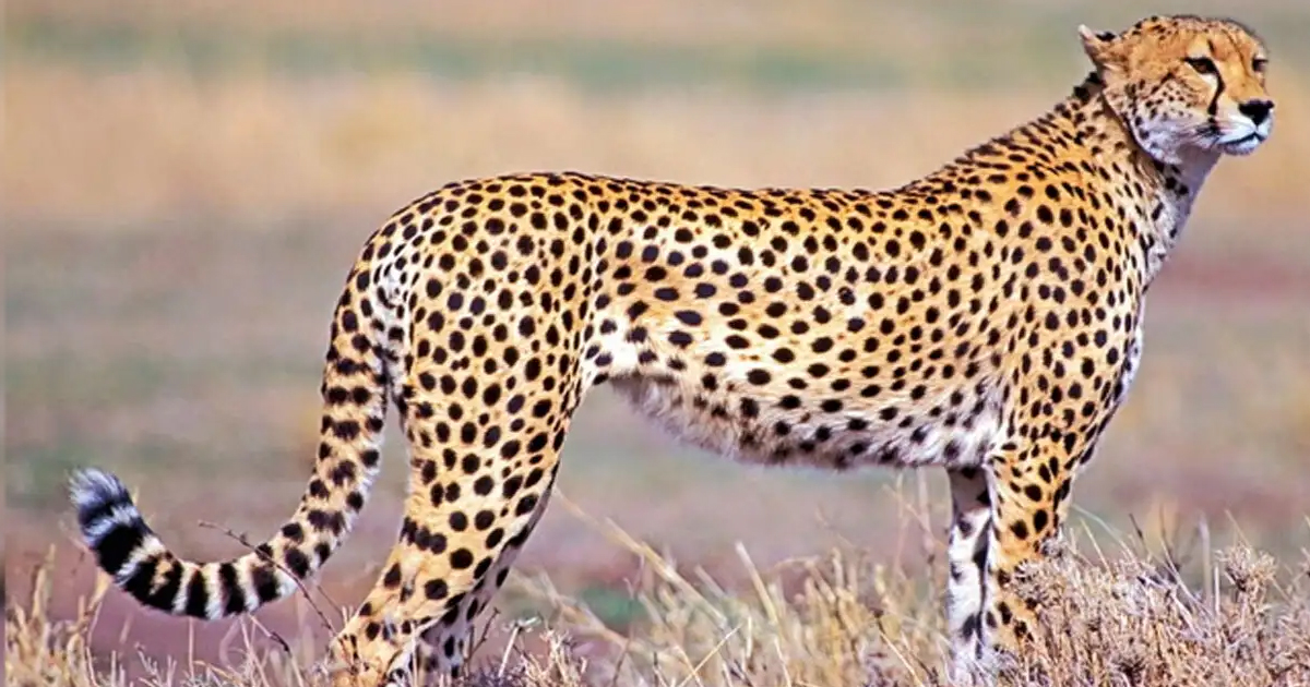 Predators Unleashed: Can Cheetahs End the Nilgai Nightmare in MP?