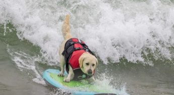 Dogs Hit the Waves at 2025 Surfing Championships in California