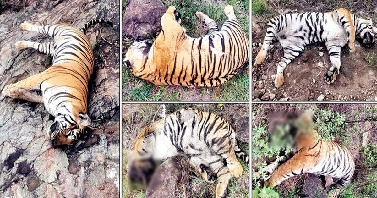 ‘No More Grazing’: Karnataka Acts After Poisoning of Tigers Sparks Outrage
