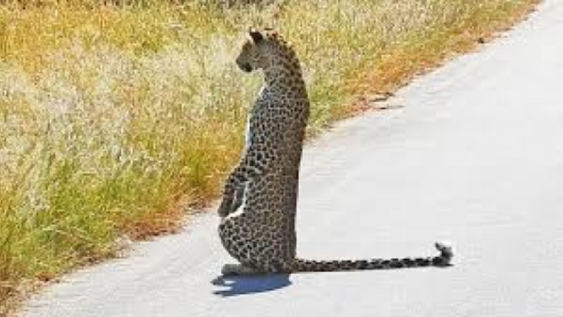 Leopard Stands on Two Legs in During Hunt | WATCH