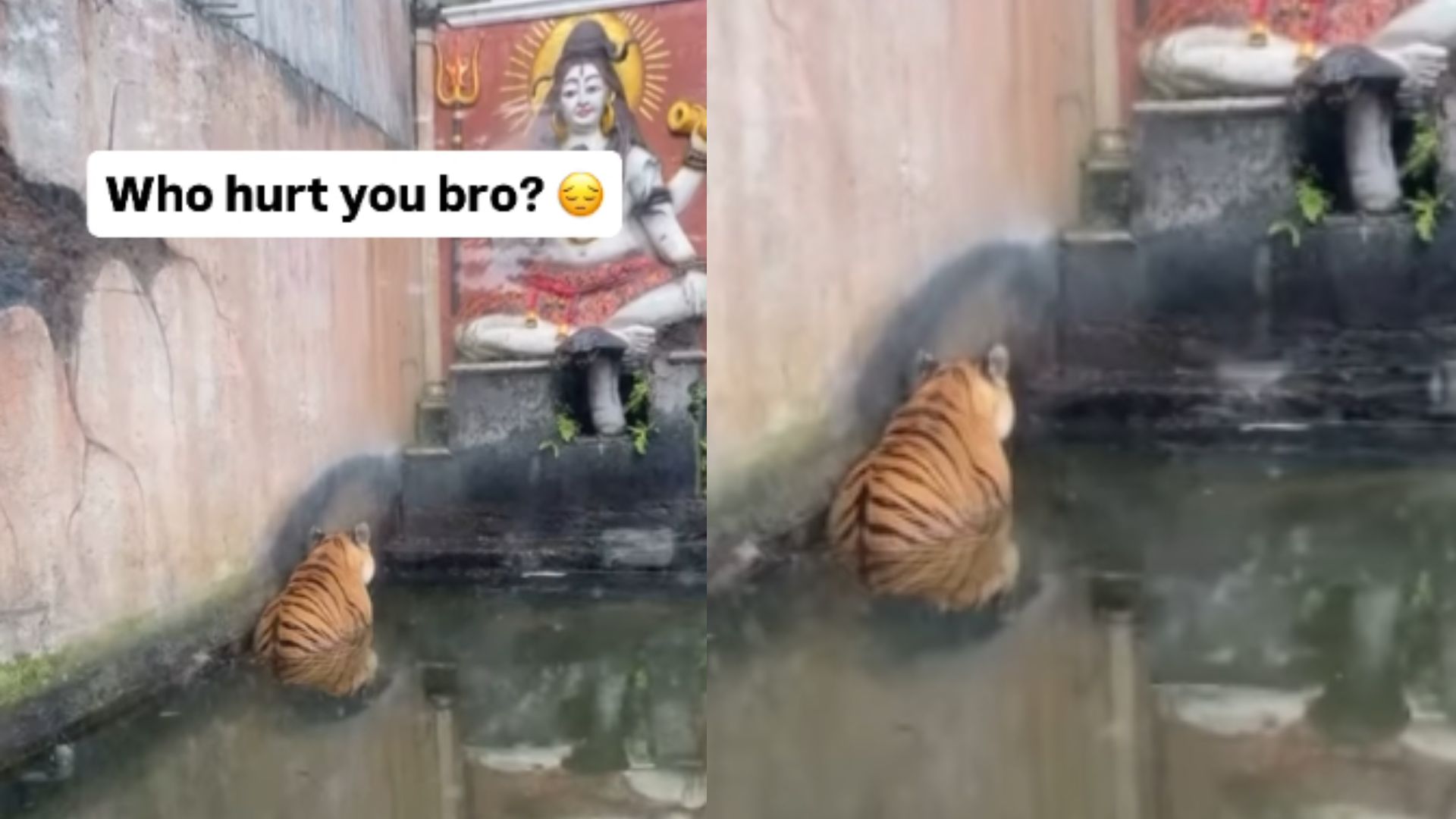 ‘Bhakt’ Tiger Sits Silently Before Mahadev Mural: ‘He is Praying to His God’ | VIDEO