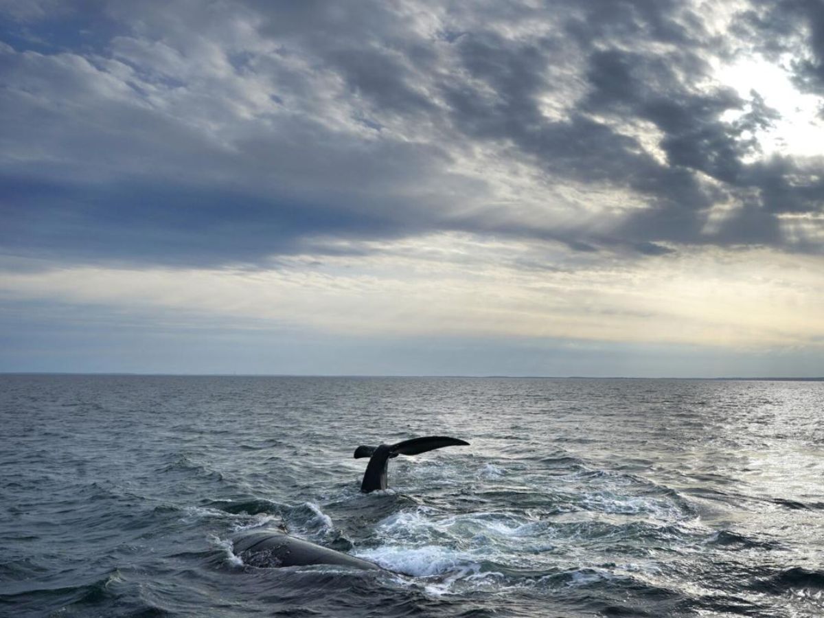 Whales Wash Ashore in Japan’s Tateyama Amid Tsunami Waves | Watch