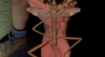 Meet Acrophylla Alta: Australia’s Heaviest Insect Heaviest Insect Found in Misty Forests