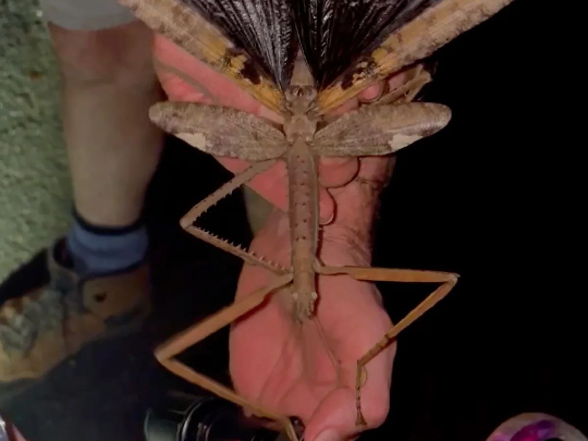 Meet Acrophylla Alta: Australia’s Heaviest Insect Heaviest Insect Found in Misty Forests