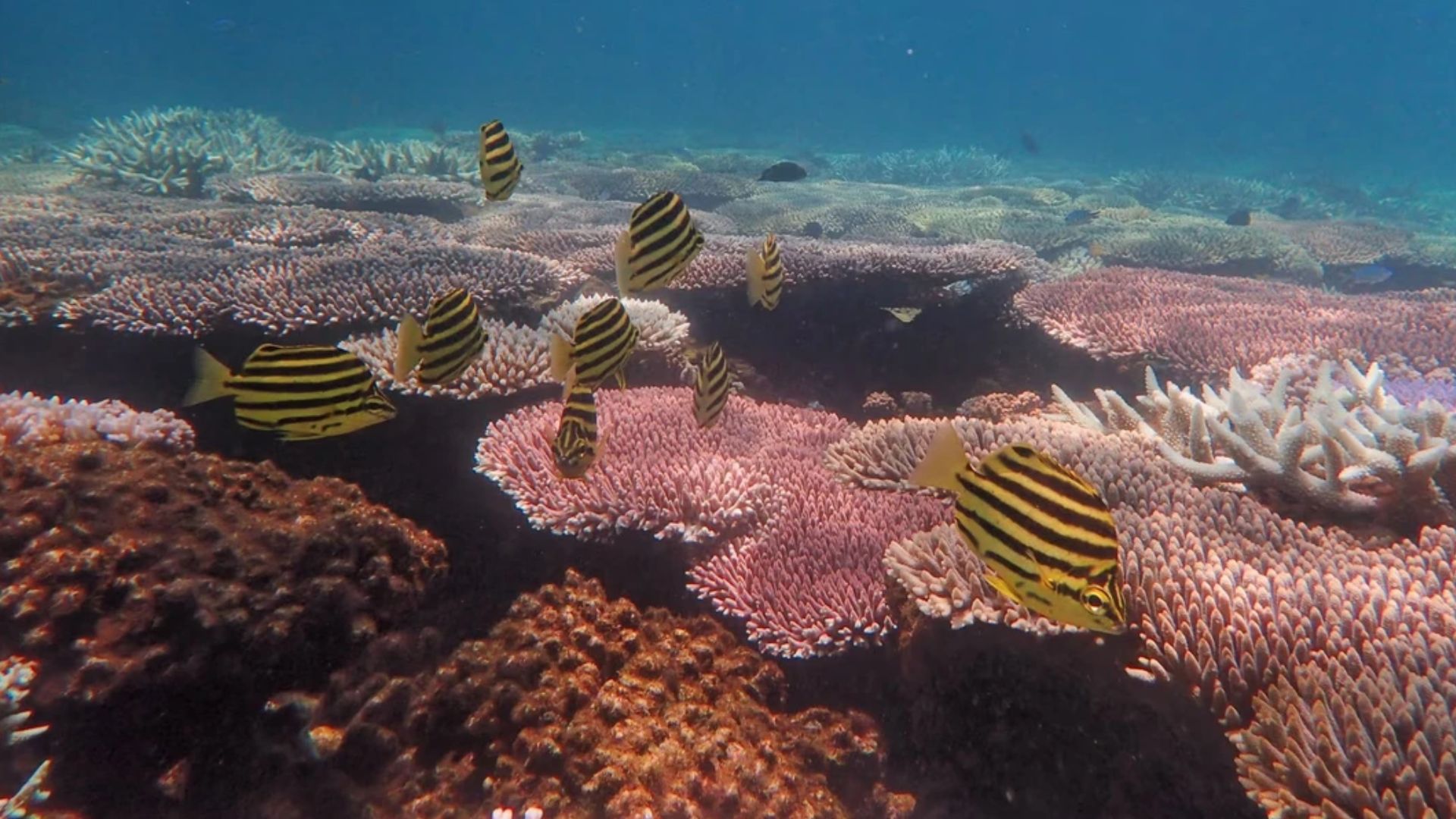 Great Barrier Reef Faces Worst Coral Collapse in Nearly 40 Years