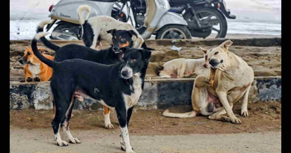 MCD Orders Capture of Aggressive Stray Dogs, NGOs Push Back