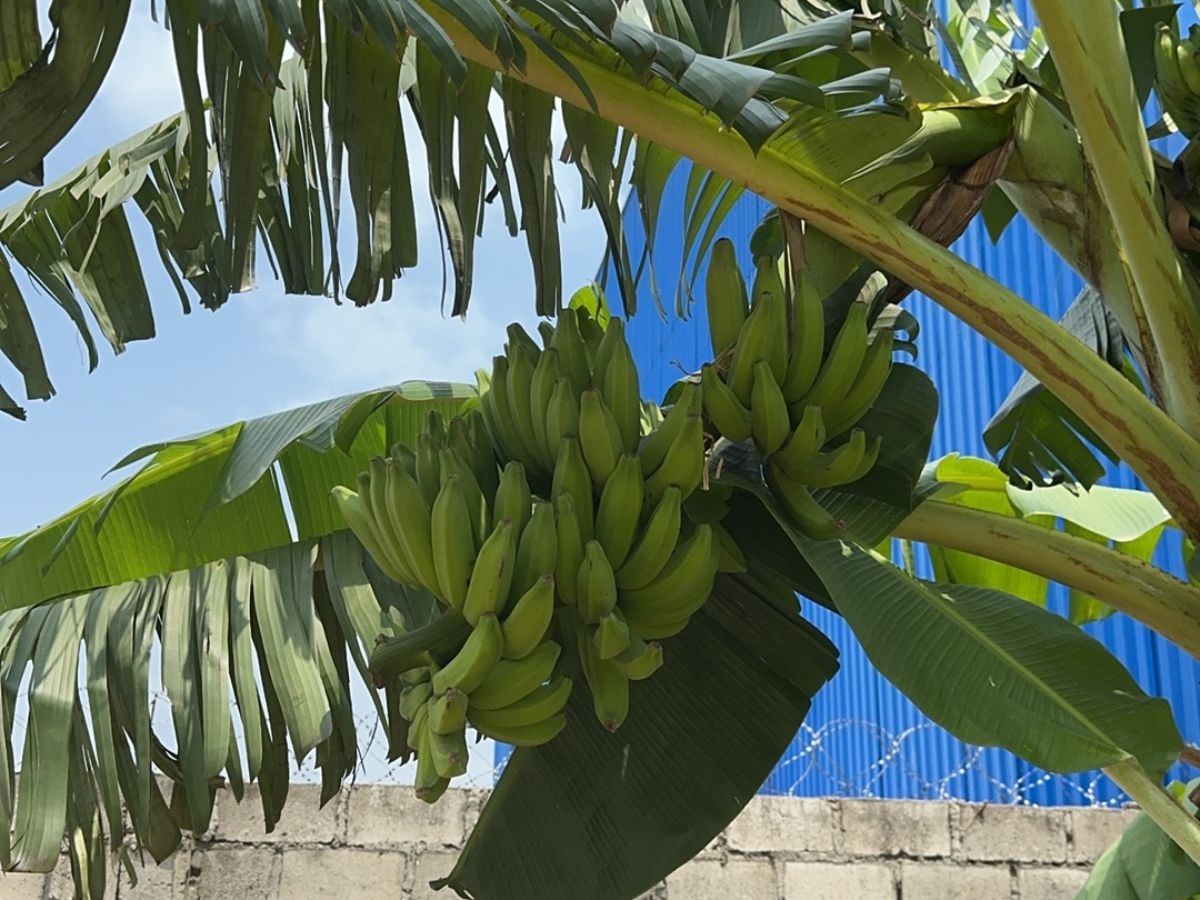 banana - Photo Gallery