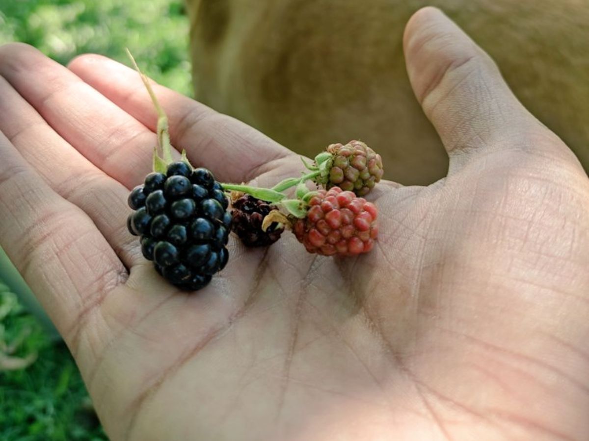 BERRIES - Photo Gallery