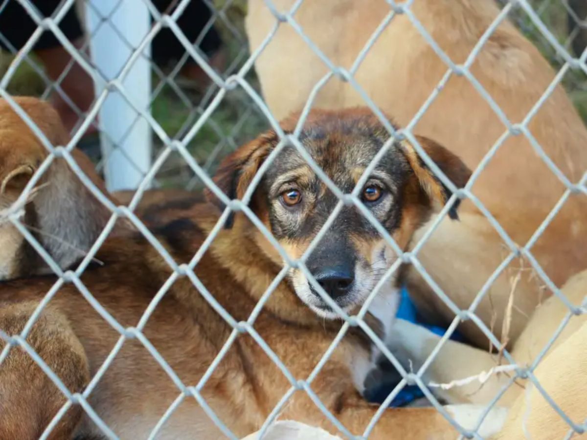 ‘Jailing Dogs Never Worked’: PETA Slams SC’s Stray Dog Removal Order