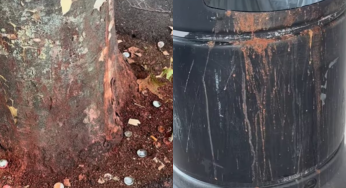 Paan Problem in Harrow: How Immigration Is Fuelling a Red Stain Crisis