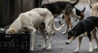 Stray Dogs in Delhi-NCR: What We Know So Far About the Supreme Court’s Removal Order