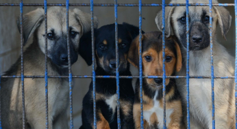 Supreme Court’s Stray Dog Order Sparks Safety Concerns in Delhi’s Saket