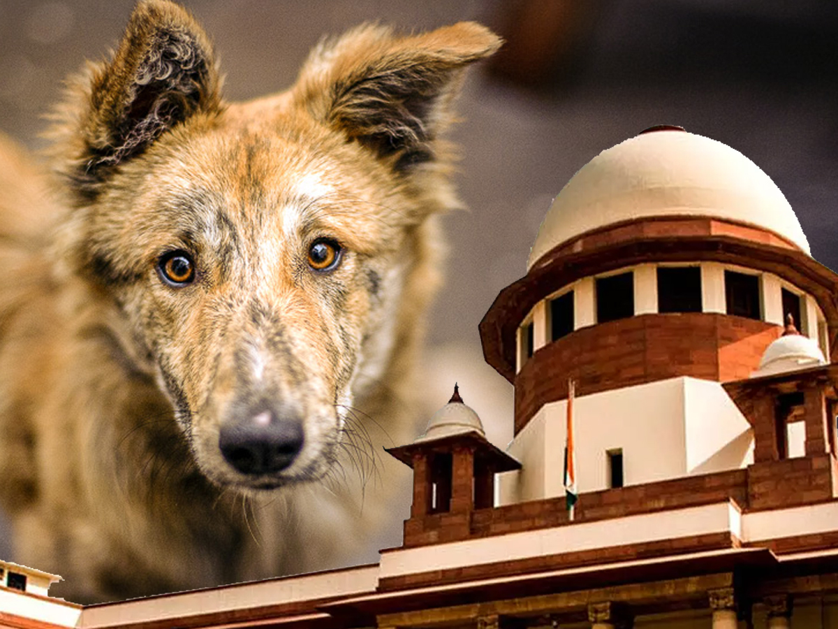 Stray Dog Crisis in Delhi-NCR Due to Officials’ ‘Inaction’, Says Supreme Court