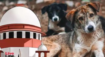 Delhi’s Dog Registration Crisis Resurfaces After Supreme Court Stray Relocation Order