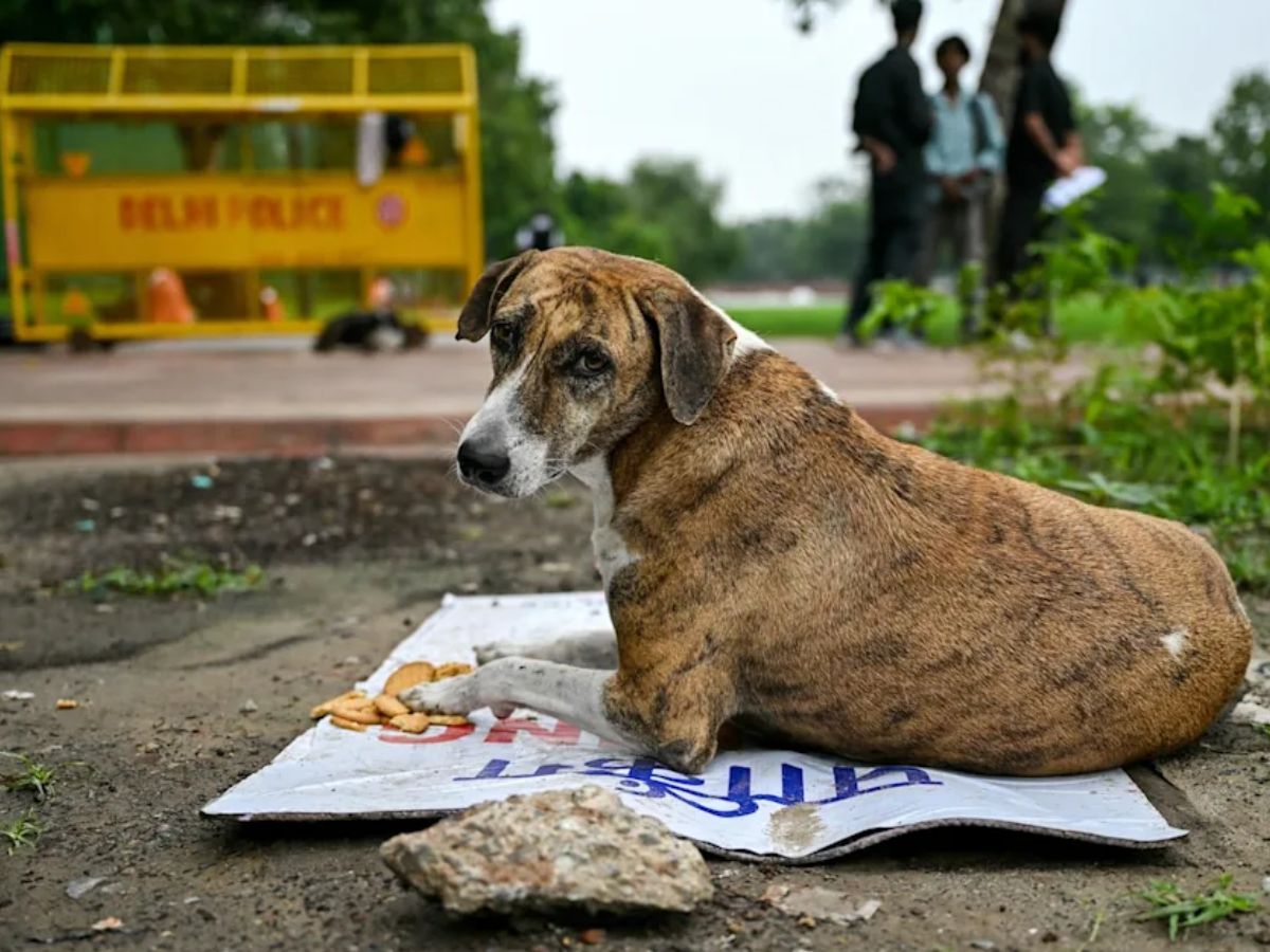 Delhi’s Stray Dogs Face Crucial Day: Supreme Court to Decide on Mass Capture Today