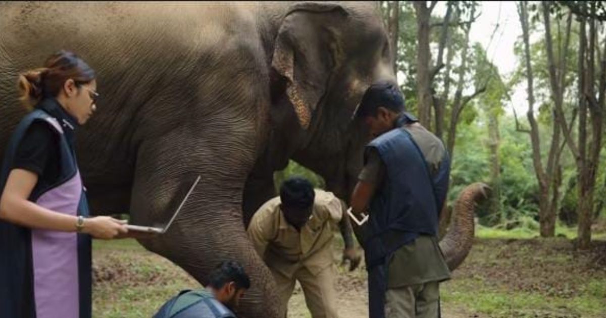 Vantara’s Lifesaving Efforts for Mahadevi Interrupted Amid Calls for Her Return