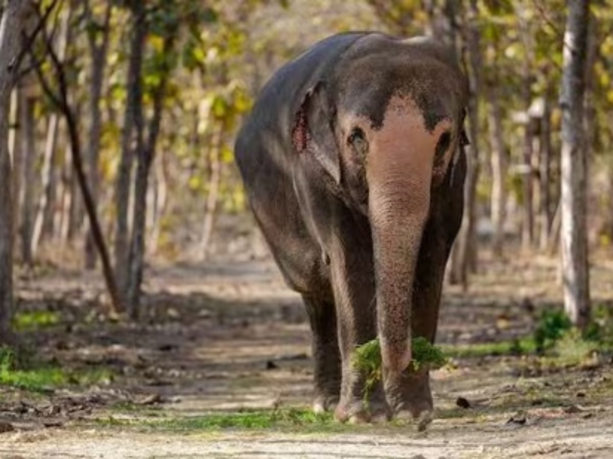 Vantara to Build Rehab Centre for Madhuri, Awaits Court Nod