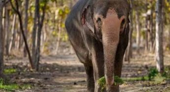 Paris El Al Office Vandalized with Red Paint, Probe Underway