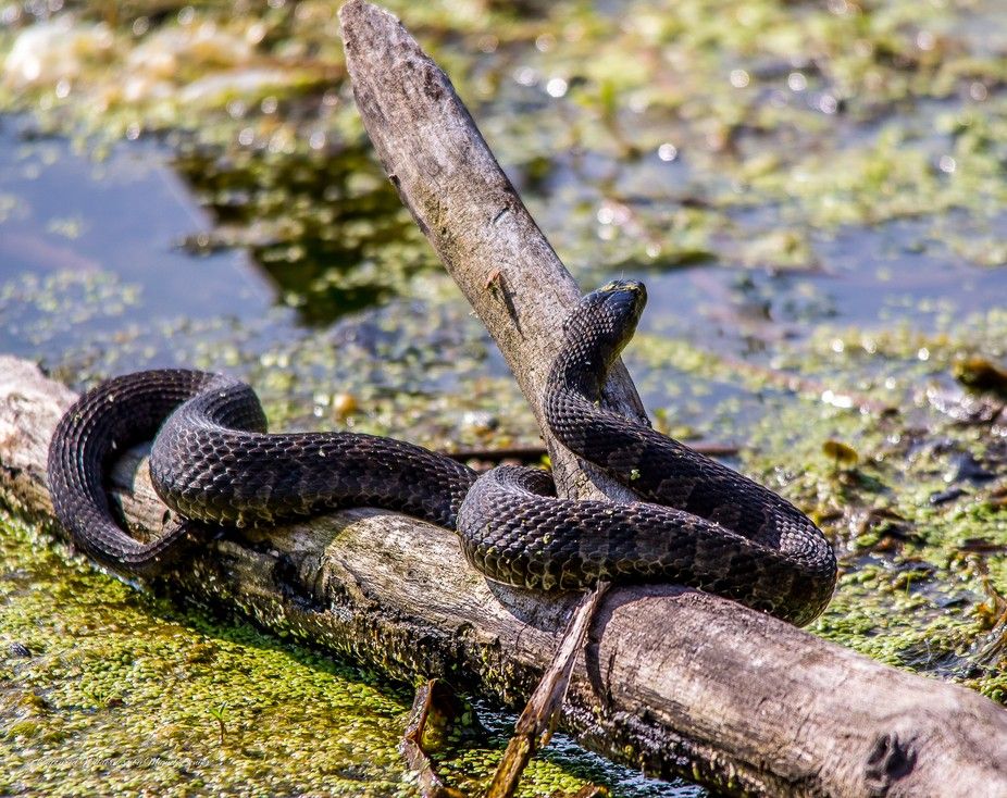 Savannah River flowing through wilderness, ideal habitat for water-snakes. - Photo Gallery