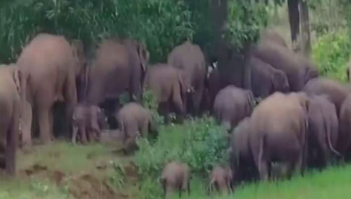 42 elephants enter rural area in Bokaro, Forest Department deploys QRTs for vigilance