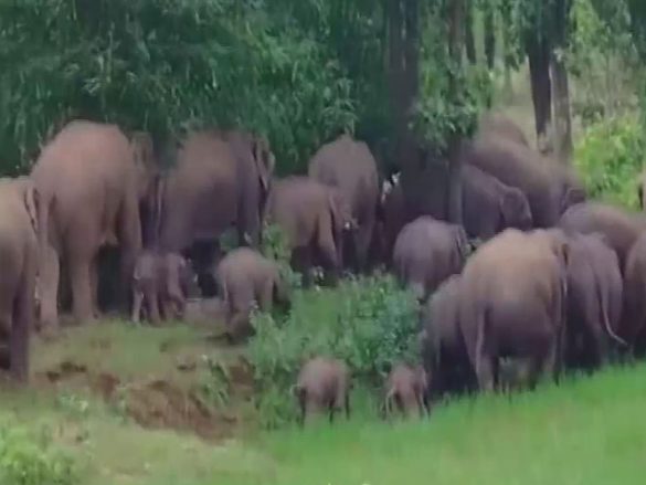 42 elephants enter rural area in Bokaro, Forest Department deploys QRTs for vigilance