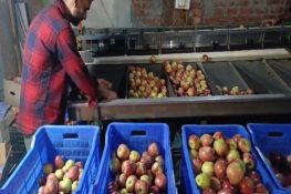 "Production costs rising but returns falling": Himachal apple growers hit hard by rains, diseases and poor market prices