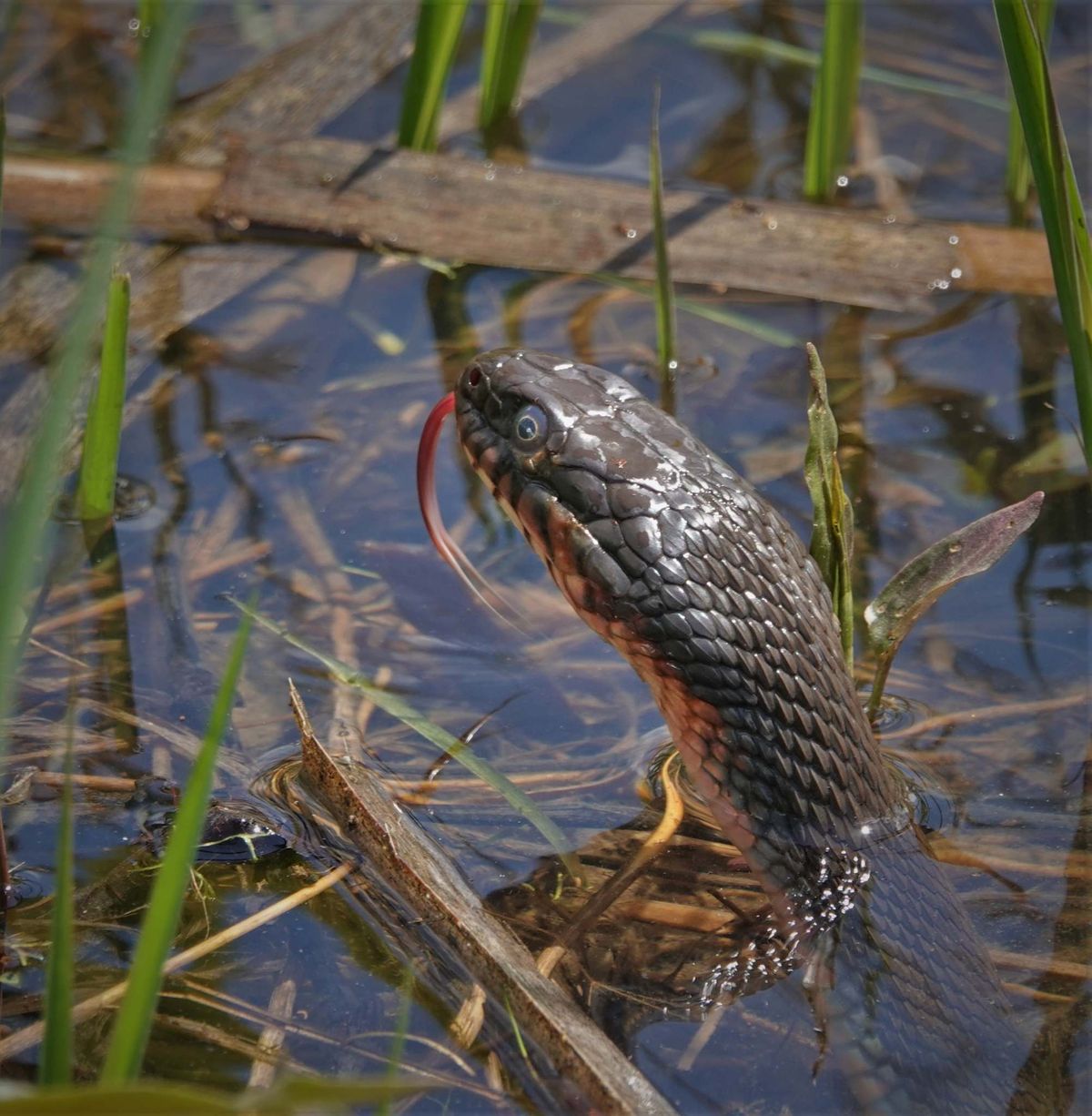 Pee Dee River with brown watersnakes along wet shores. - Photo Gallery