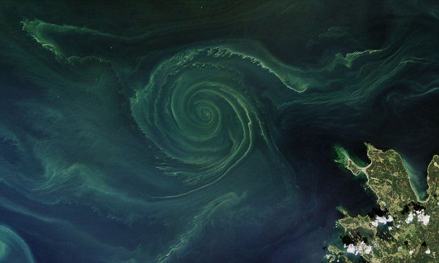 Ocean swirling with chlorophyll-rich phytoplankton blooms. - Photo Gallery