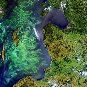 Vibrant phytoplankton bloom colors the Baltic Sea’s surface. - Photo Gallery