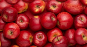 Apple State of India: Which State Tops the Country in Apple Cultivation?