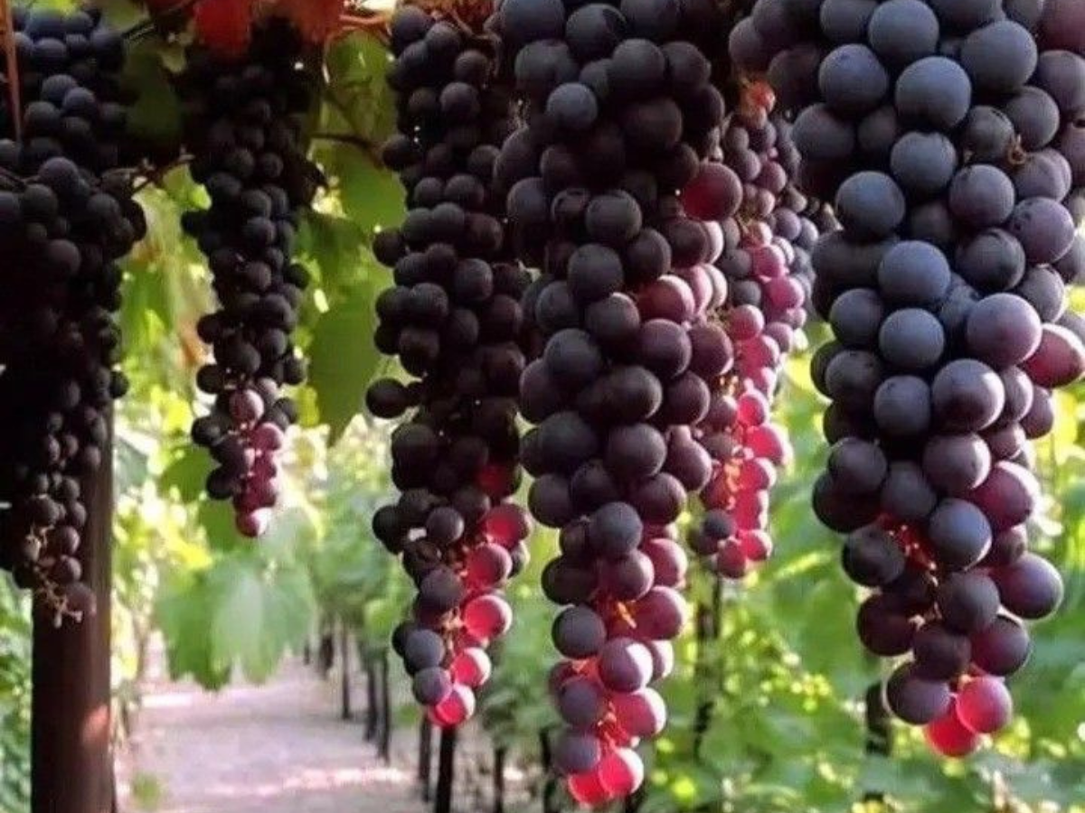 Grapevines respond positively to gentle music, thriving with healthier growth and more vibrant blooms. Soft tunes can enhance their overall vitality and appearance. - Photo Gallery