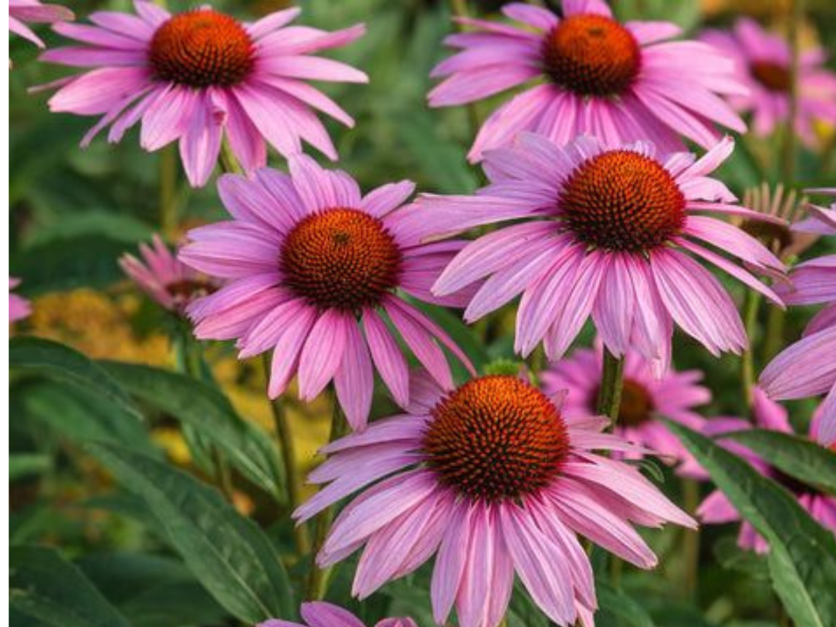 Plants That Can “Hear” and Respond to Music