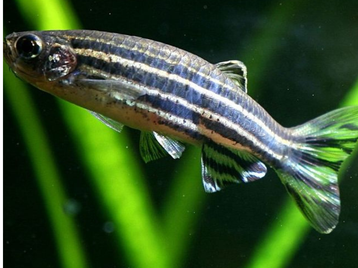Zebrafish – Heart Healer - Photo Gallery