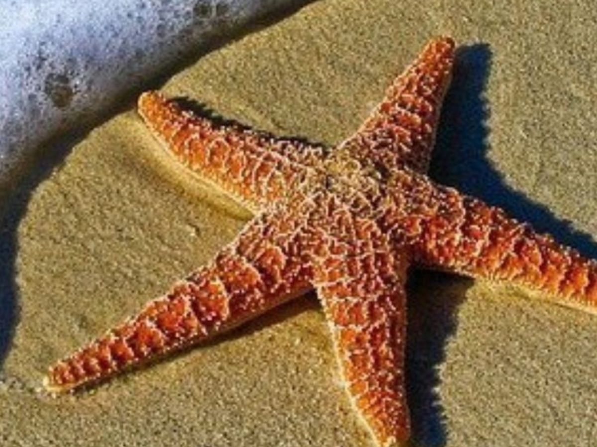 Starfish – Body From an Arm - Photo Gallery