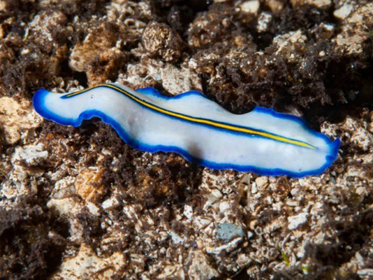 Planarian Flatworm – Immortal Cuts - Photo Gallery