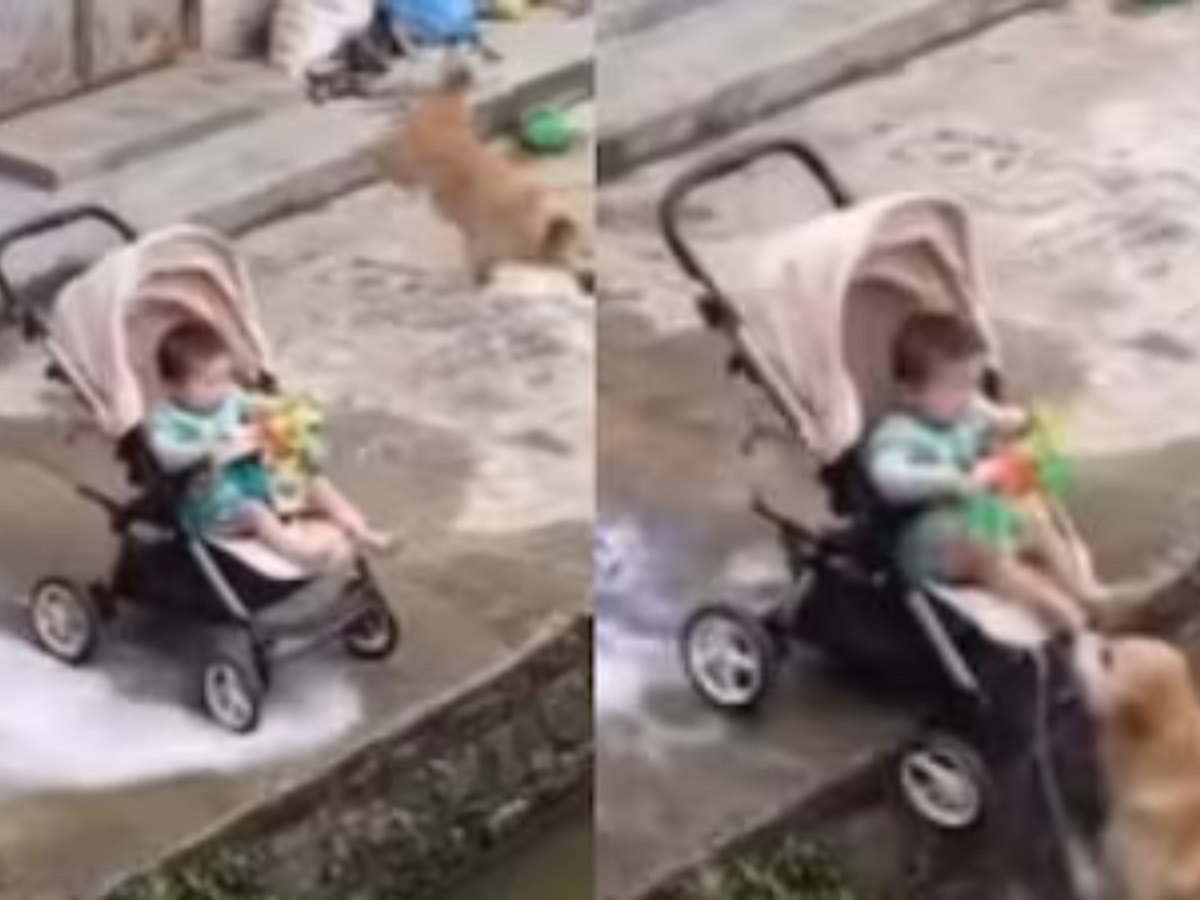 Dogesh Bhai Wins Hearts Again: Viral Dog Saving Baby Video Leaves Netizens Confused