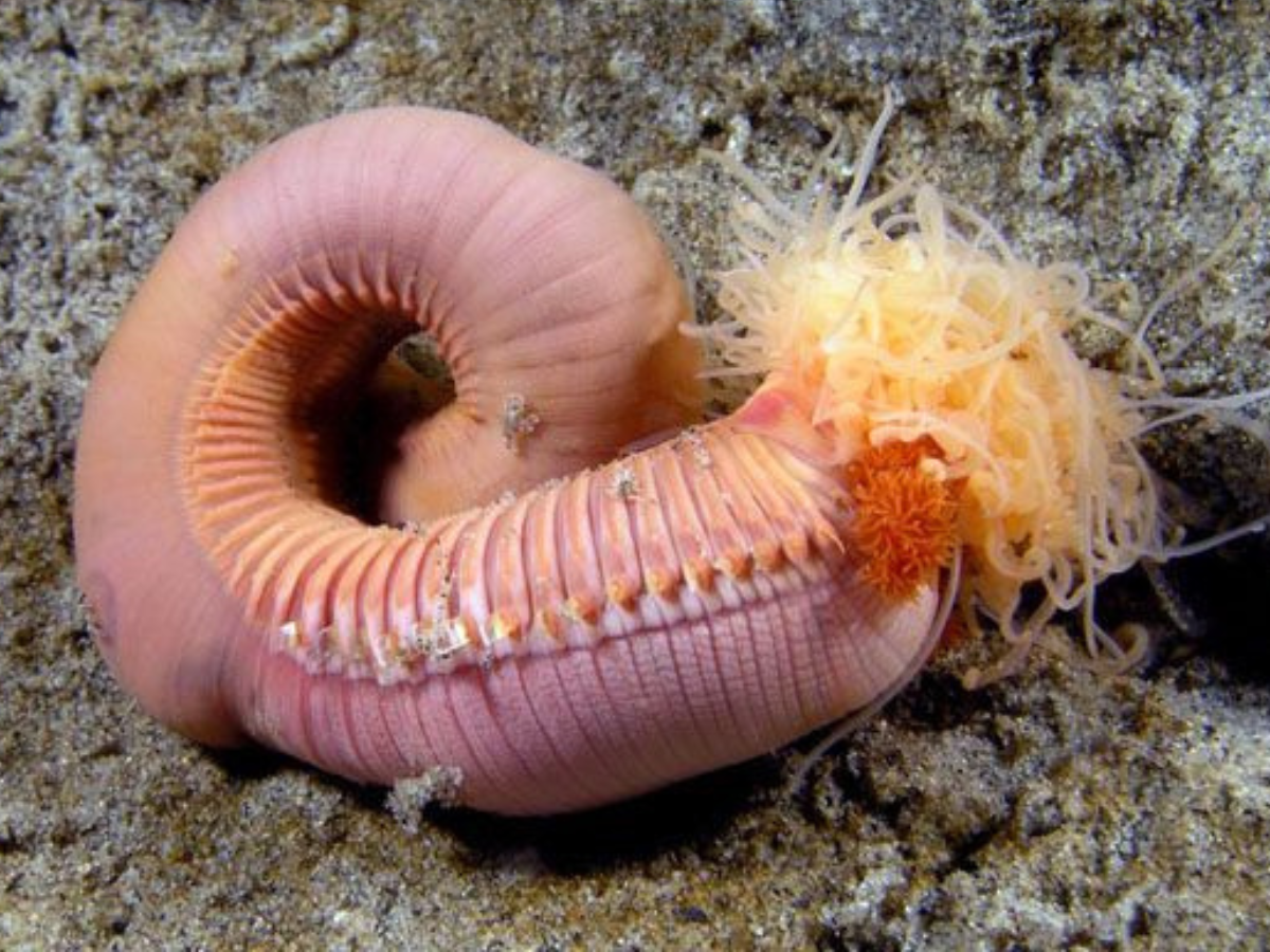 Animals That Can Live Without Oxygen - Gallery Image