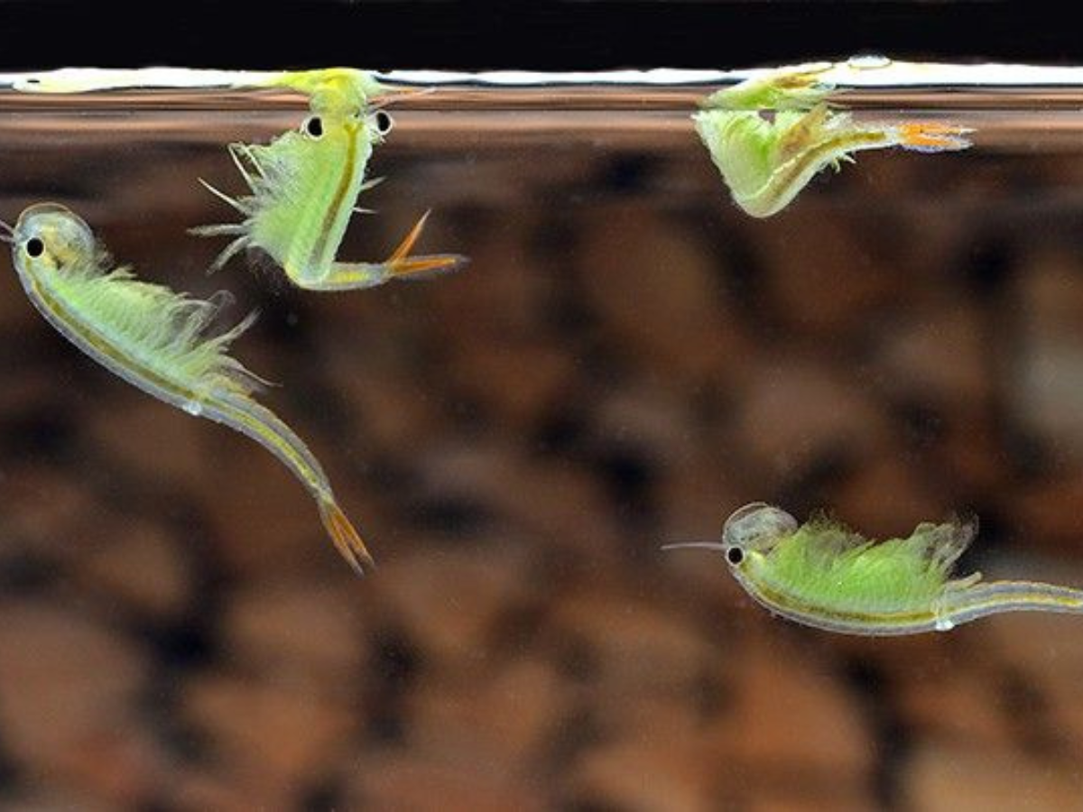 Animals That Can Live Without Oxygen - Gallery Image