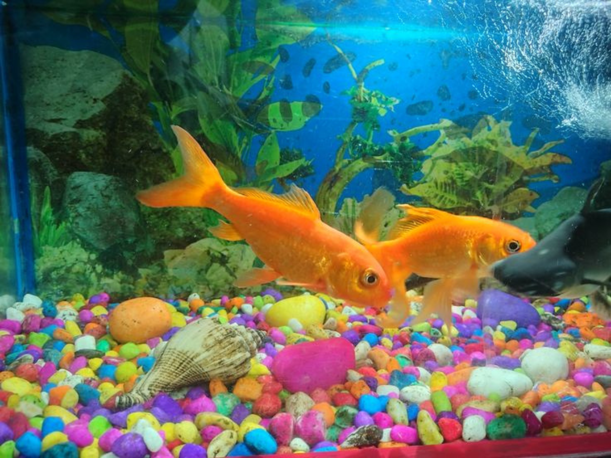 Animals That Can Live Without Oxygen - Gallery Image