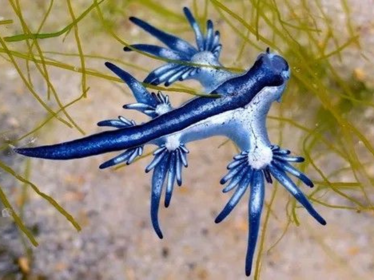 Animals That Can Live Without Oxygen