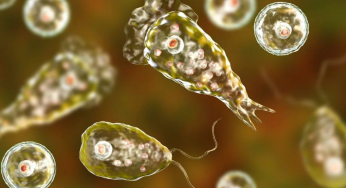 What is Brain Eating Amoeba: Kerala Reports 6 Cases in One Month